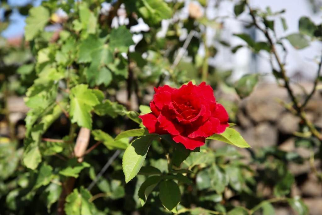 Casita La Rosa Villa El Paso Eksteriør billede